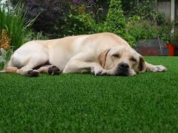 Dog-Friendly Artificial Grass Installation: The Ultimate Guide